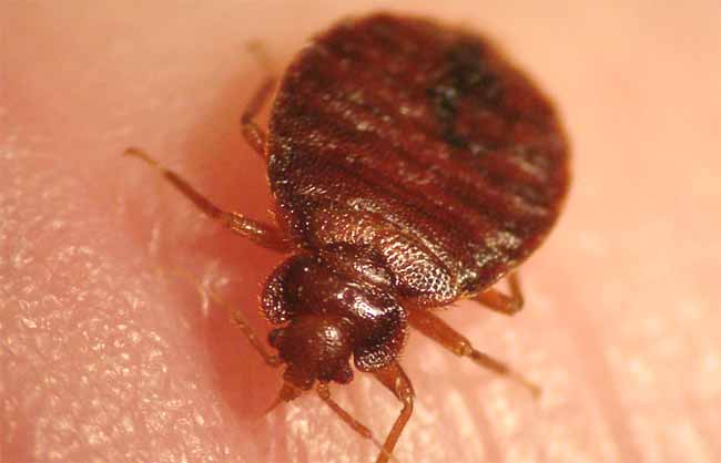 Image of bed bug feeding