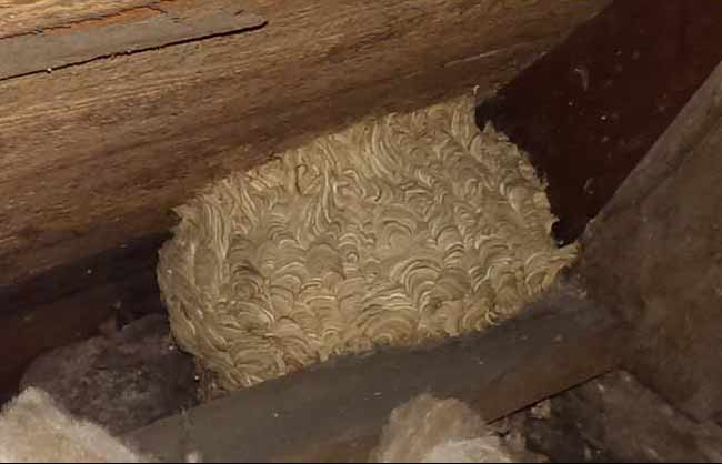Wasps nest in attic space